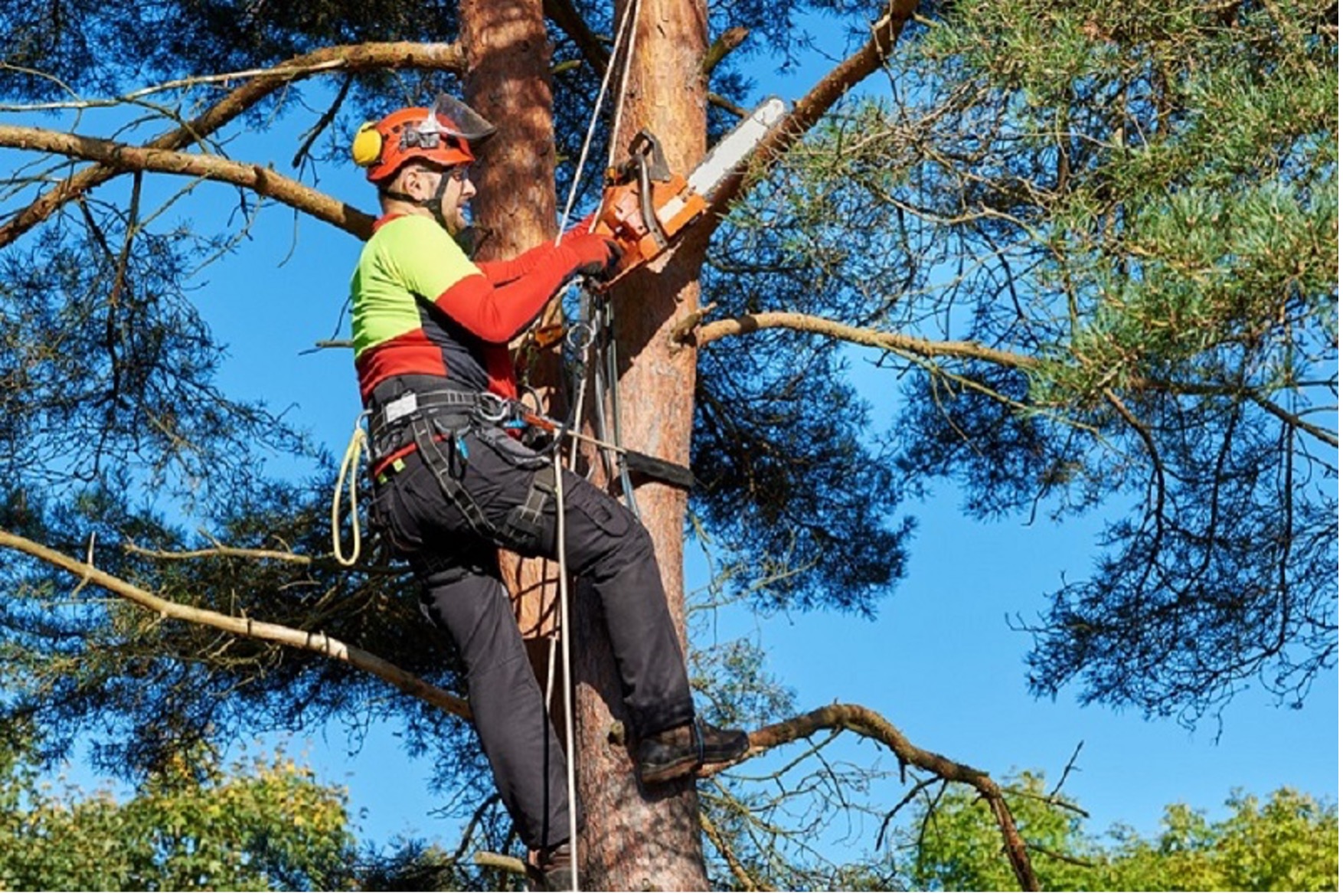 tree pruning