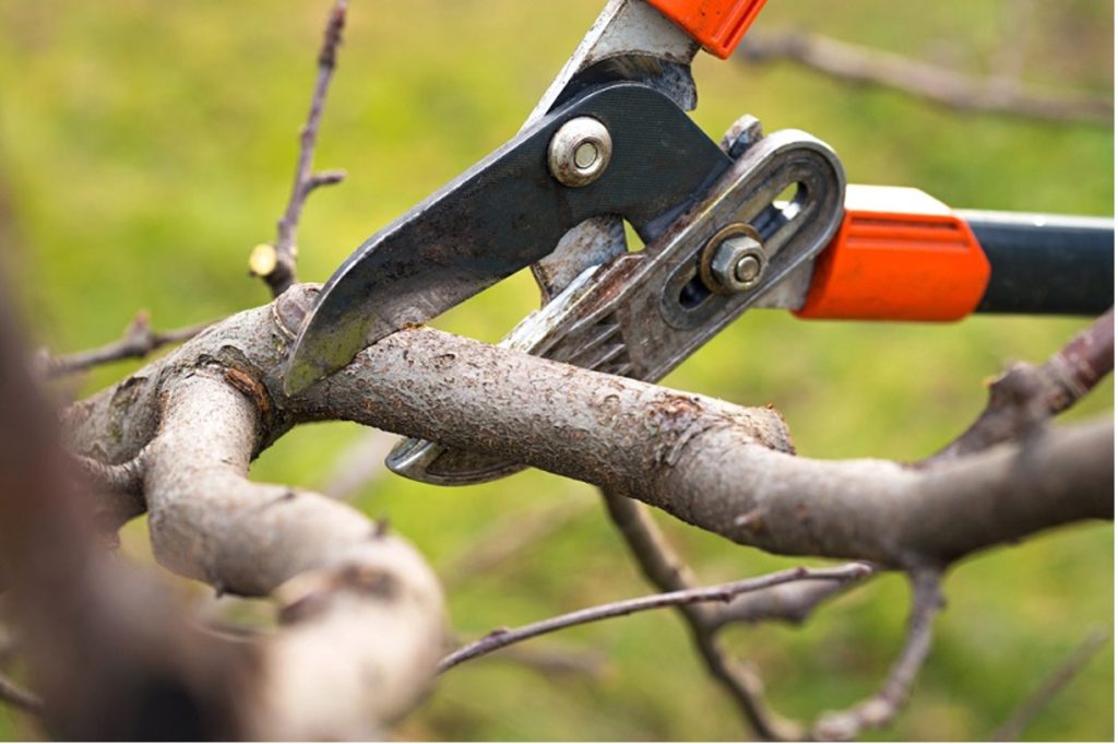 tree pruning