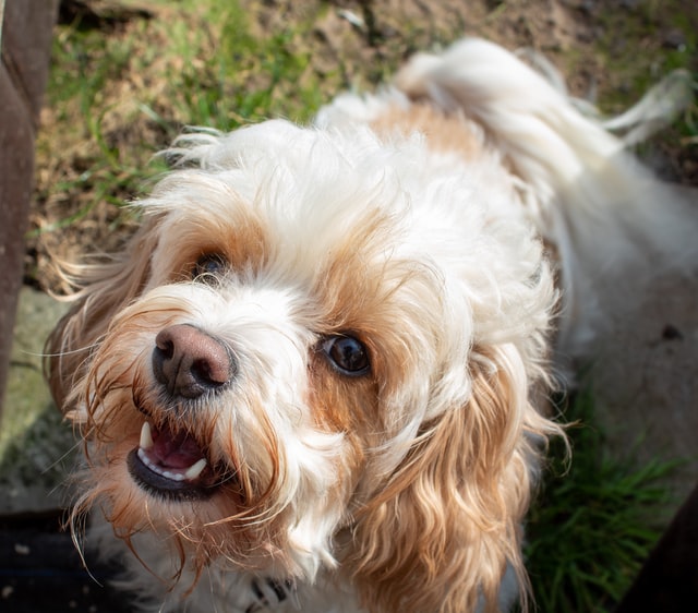 cross breed dogs