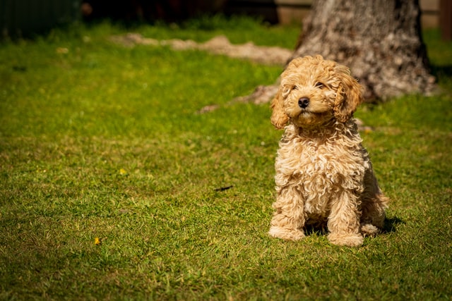 UK's favourite small dog breeds