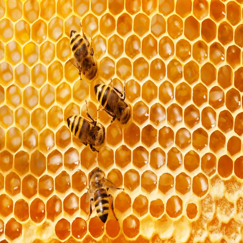 Best Honey in Pakistan