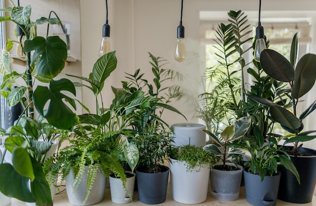 Choosing the right plants