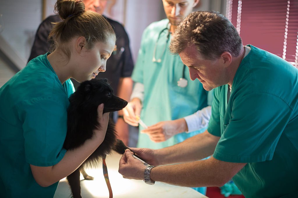 veterinary technician education