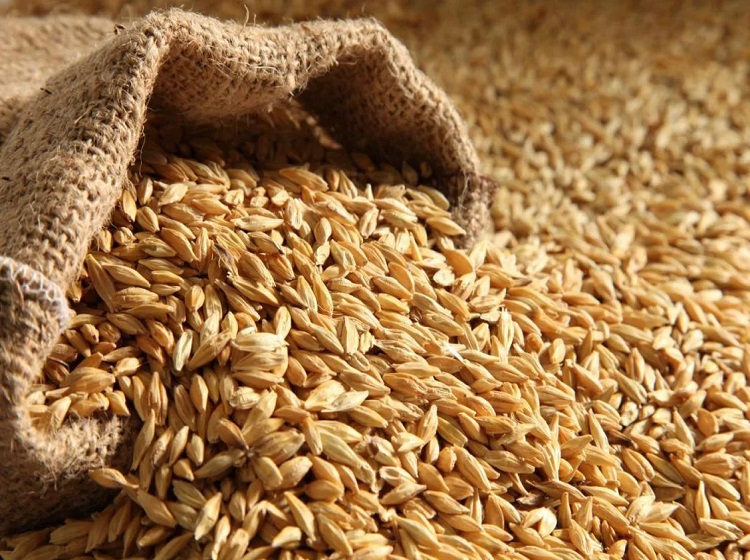 Global Malt Ingredients Market